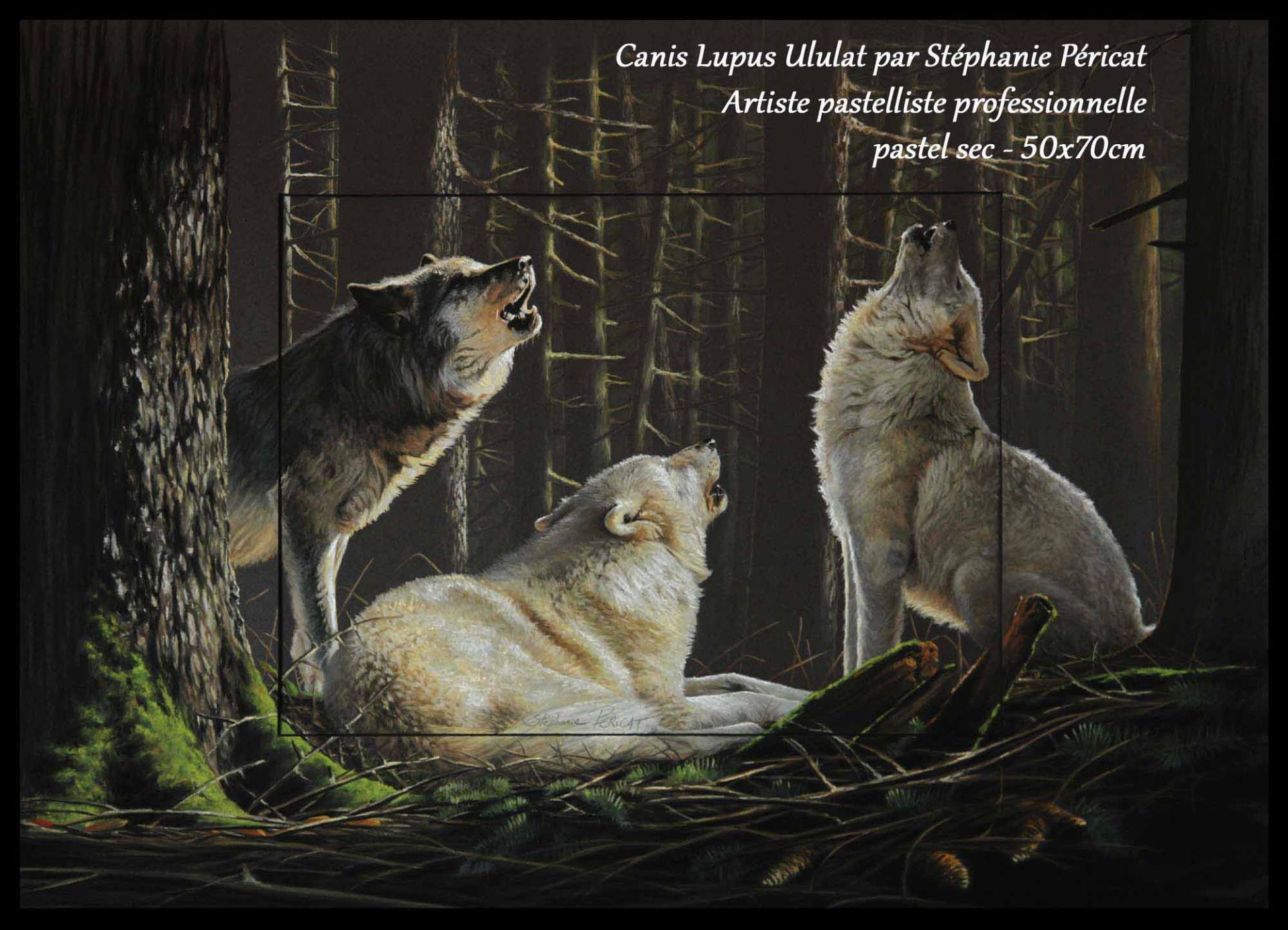 Canis Lupus Ululat  -  50 x 70 cm