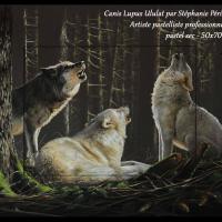 Canis Lupus Ululat  -  50 x 70 cm