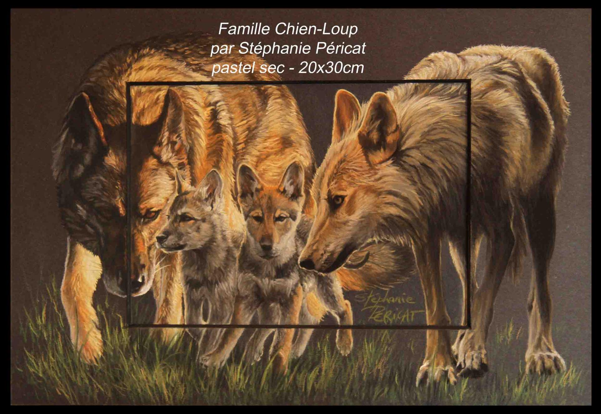 Famille Chien-loup (Saarloos et Tchecoslovaque )  -  20 x30 cm  -  Disponible