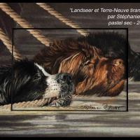 Landseer et Terre-Neuve tirant un canot  -  20 x 30 cm