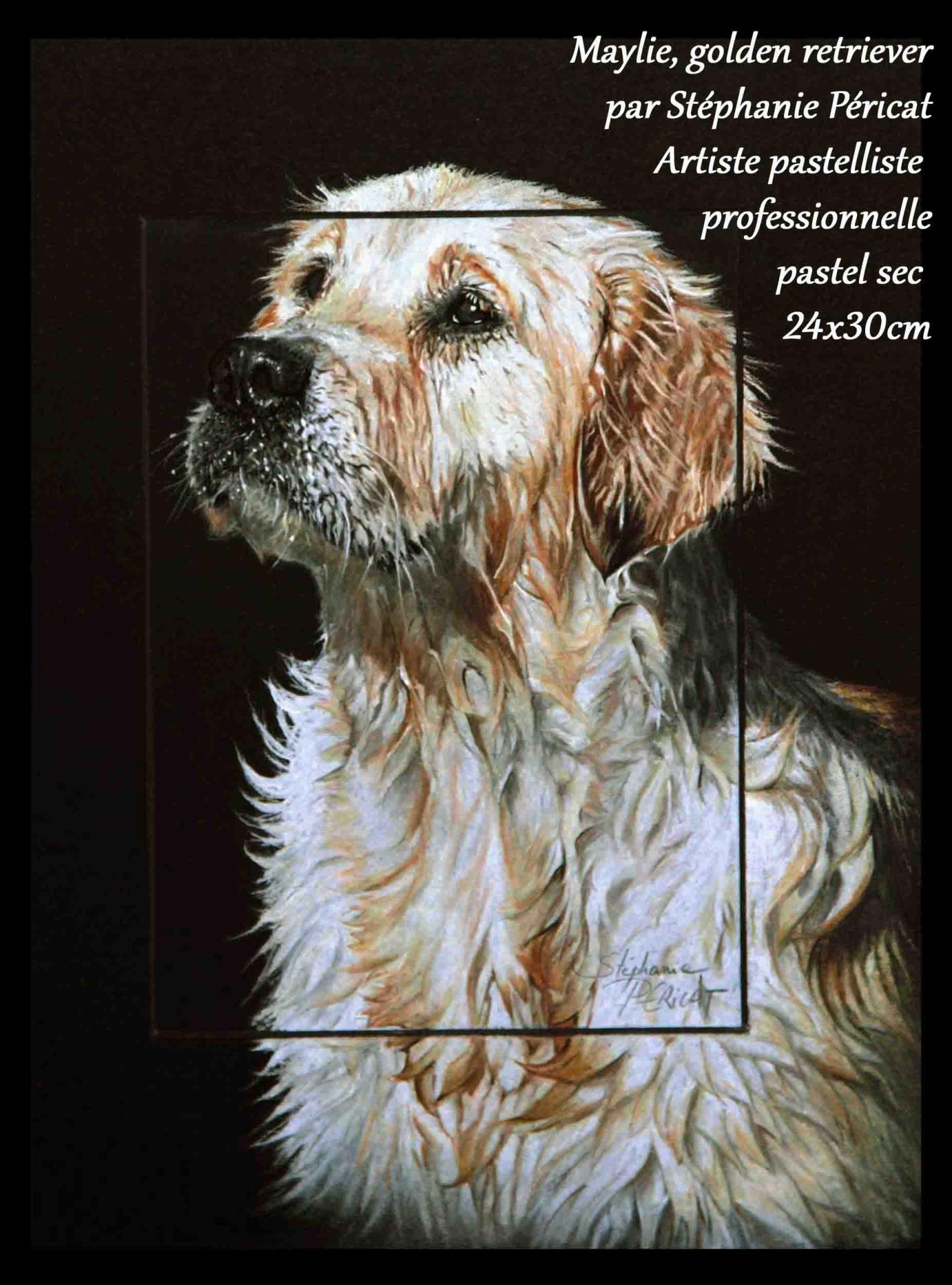 Maylie, Golden Retriever  -  24 x 30 cm