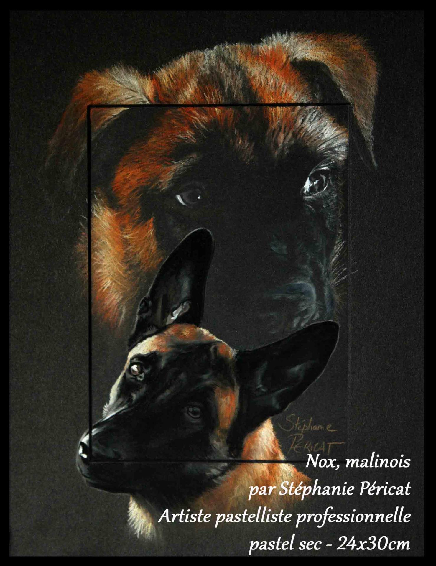 Nox, malinois  -  20 x 30 cm